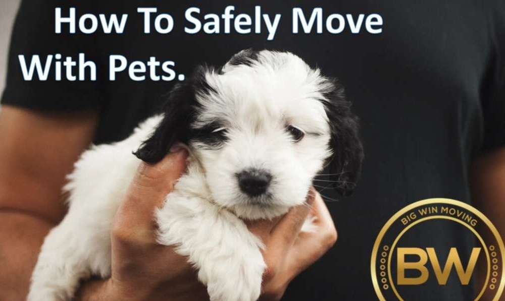 Safely Move with Pets