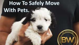 How to Safely Move with Pets